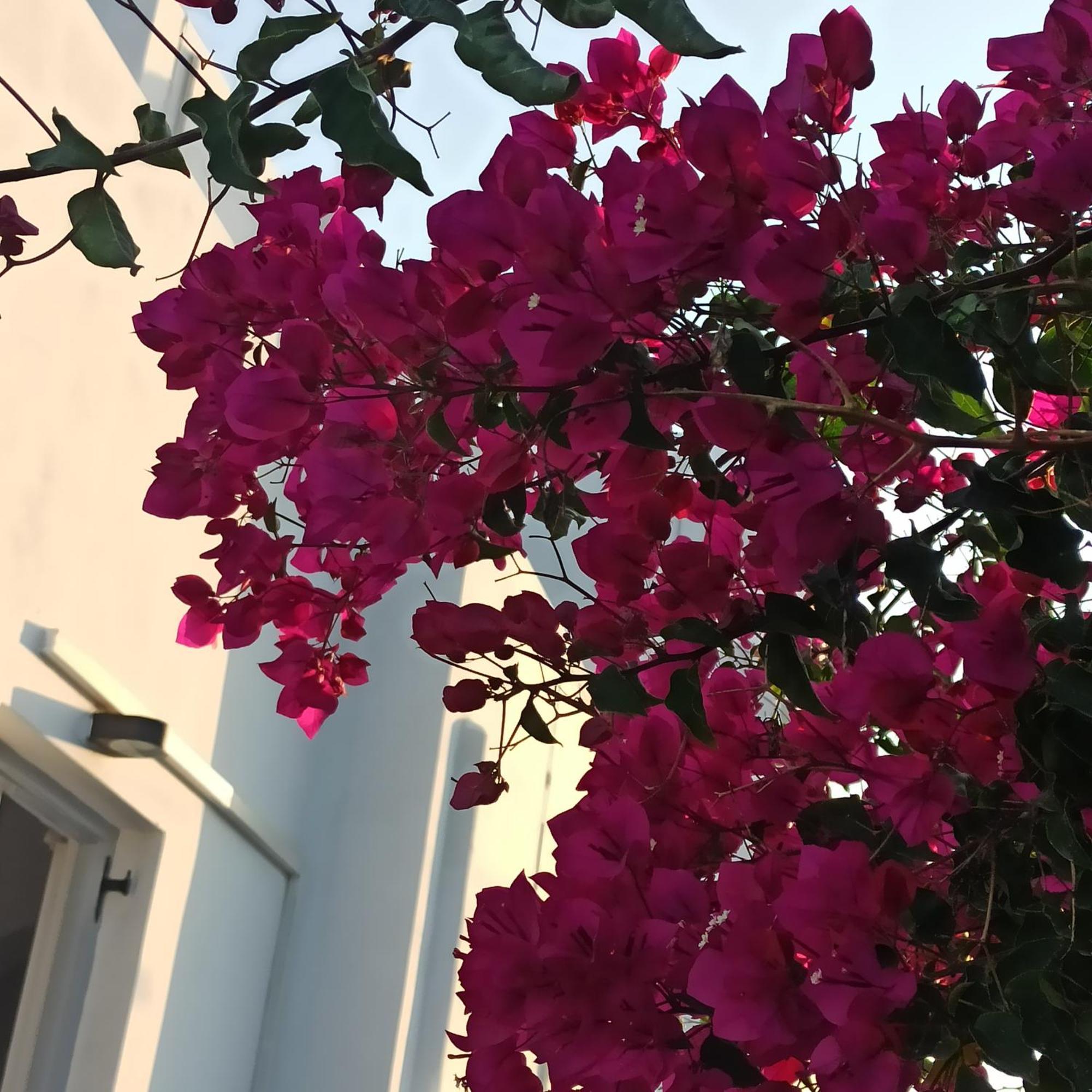 Isalos Paros Náousa Exterior foto